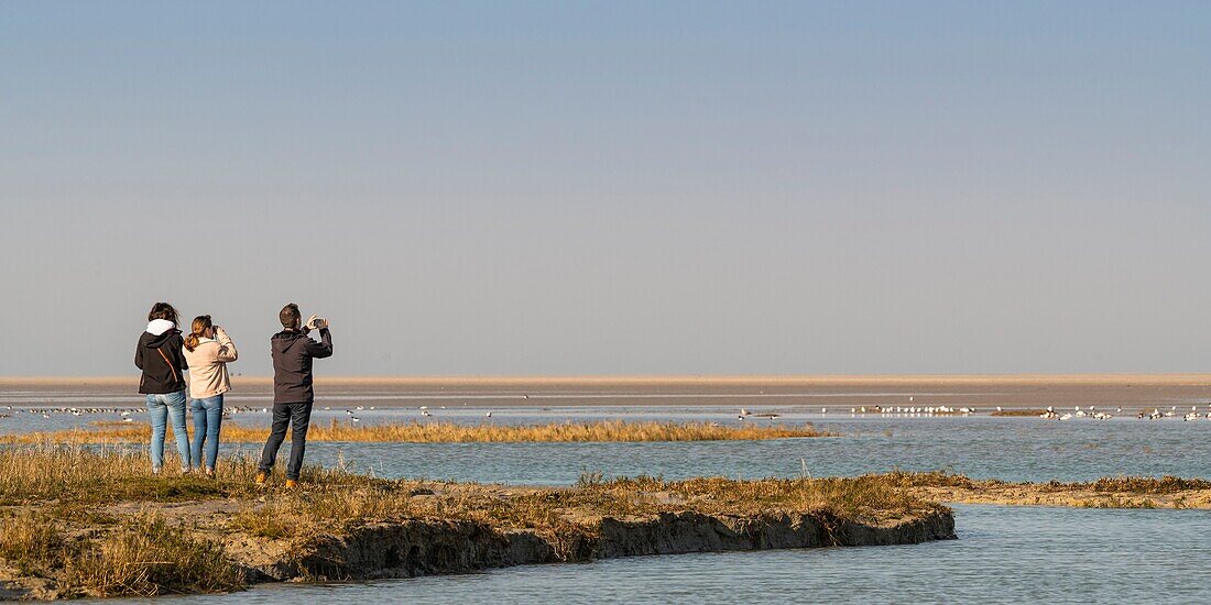 Frankreich, Somme, Bucht von Somme, Naturreservat der Bucht von Somme, Le Crotoy, Strände von Maye, Spaziergänger kommen, um die Vögel in der Bucht von Somme im Naturreservat bei Flut zu beobachten