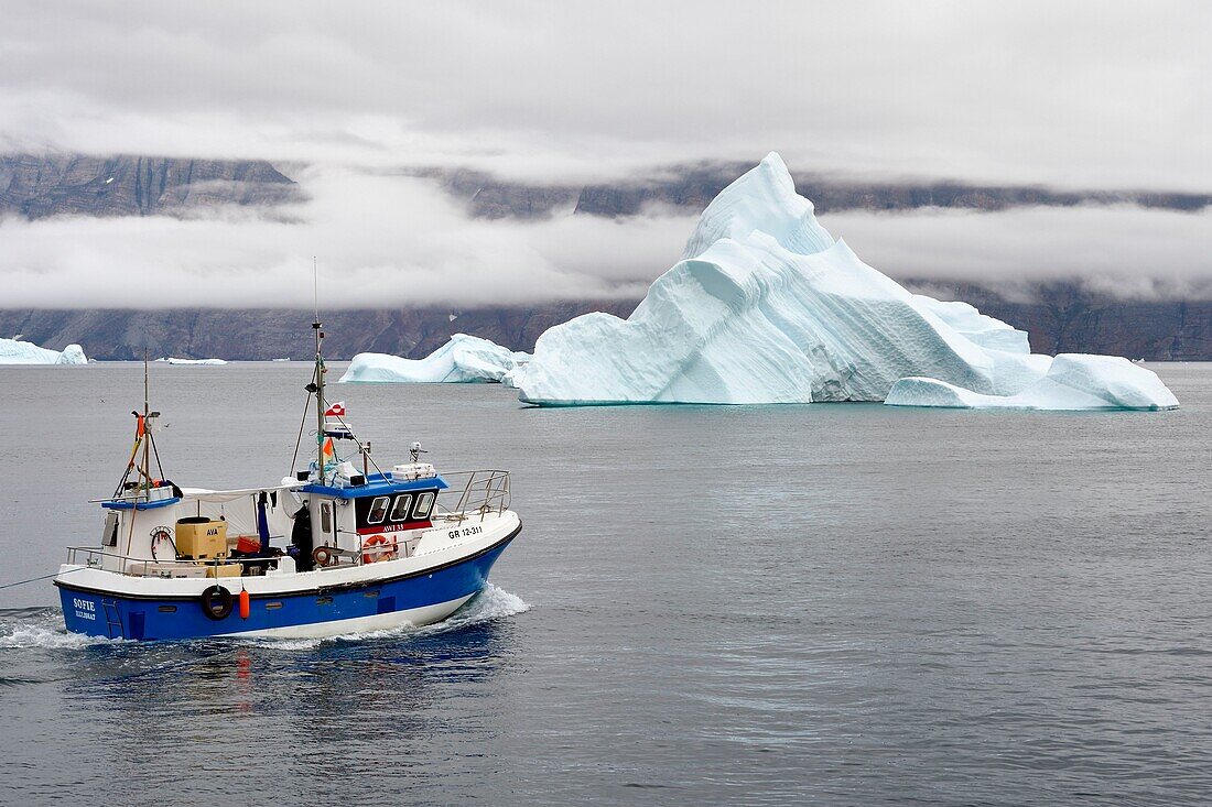 Greenland, west coast, Uummannaq, fishing boat leaving the port and icebergs in the background