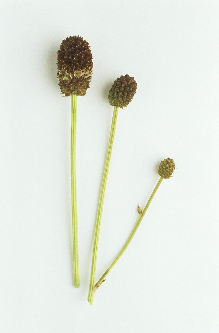 Great burnet (Sanguisorba officinalis) three flowers