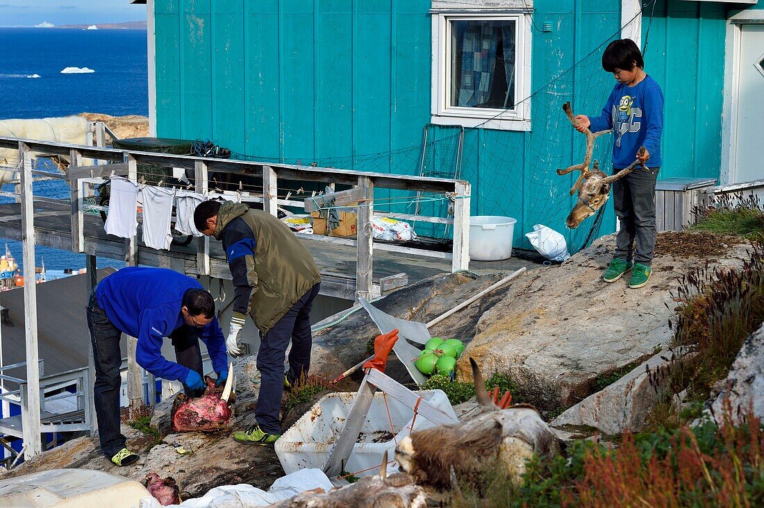 Grönland, Westküste, Baffin Bay, Upernavik, Jäger häuten einen Walrosskopf und ein Inuit-Junge spielt mit einem Rentierkopf, den sein Vater erlegt hat