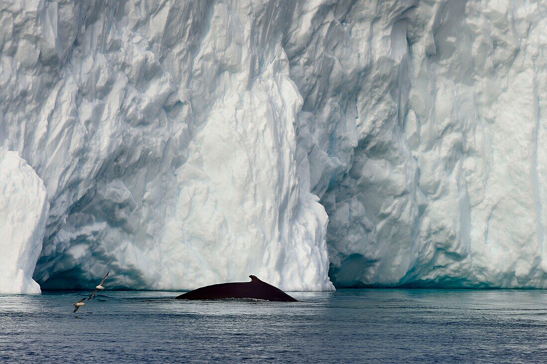 Grönland, Westküste, Diskobucht, Ilulissat, von der UNESCO zum Weltnaturerbe erklärter Eisfjord, der die Mündung des Sermeq-Kujalleq-Gletschers bildet, altes Fischerboot zur Eisbergsuche und Walbeobachtung