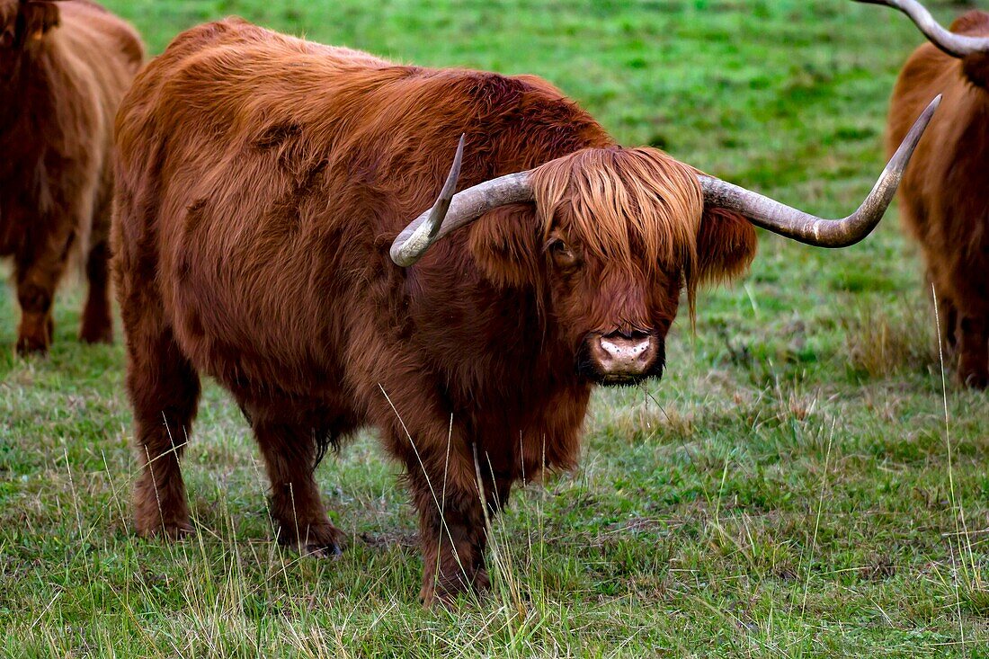 France, Landes, Arjuzanx, created on the site of a former lignite quarry, the Arjuzanx National Nature Reserve welcomes cranes and the highland cow, native of the highlands of Scotland