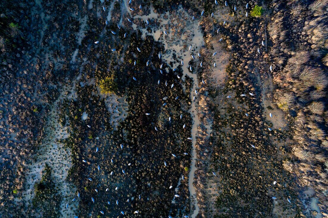 France, Landes, Arjuzanx, created on the site of a former lignite quarry, the National Nature Reserve of Arjuzanx welcomes tens of thousands of cranes (Grus grus) each year, the time of a wintering (aerial view)