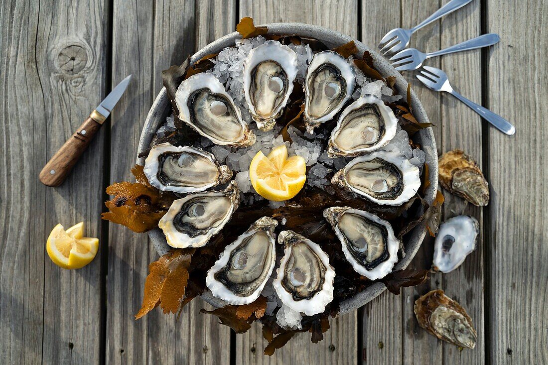 Frankreich, Gironde, Bassin d'Arcachon, Austern-Platte