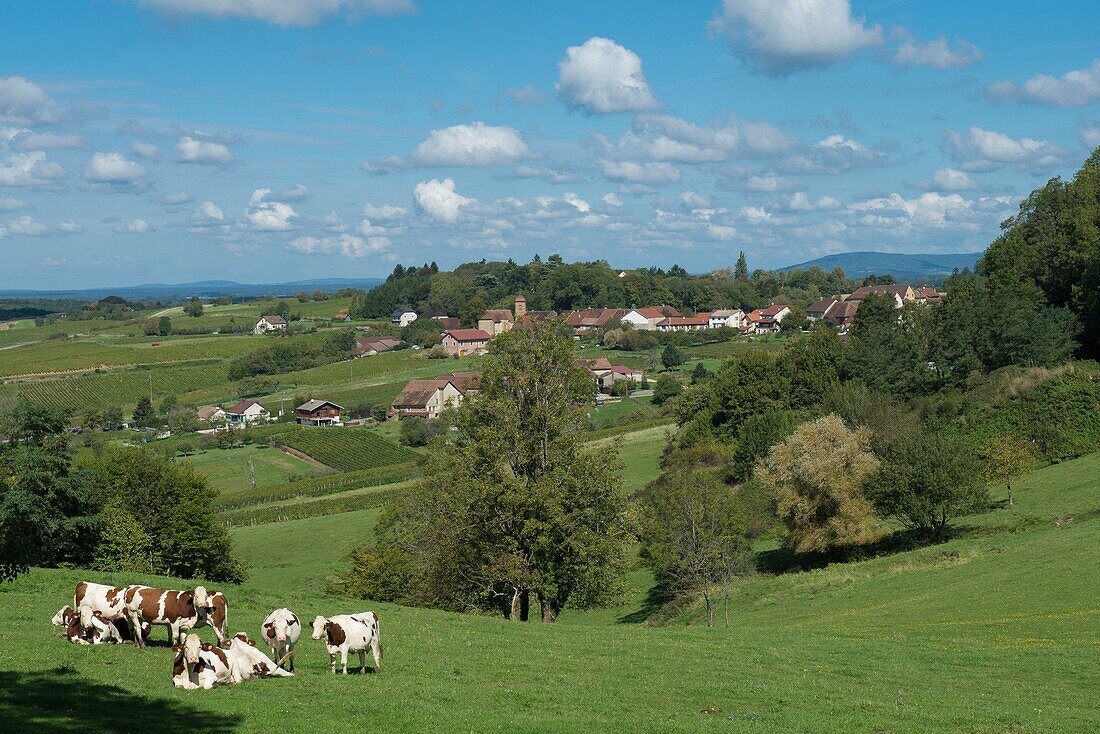 Frankreich, Jura, Arbois, das Dorf Montigny les Arsures und eine Herde von Montbeliarde-Kühen