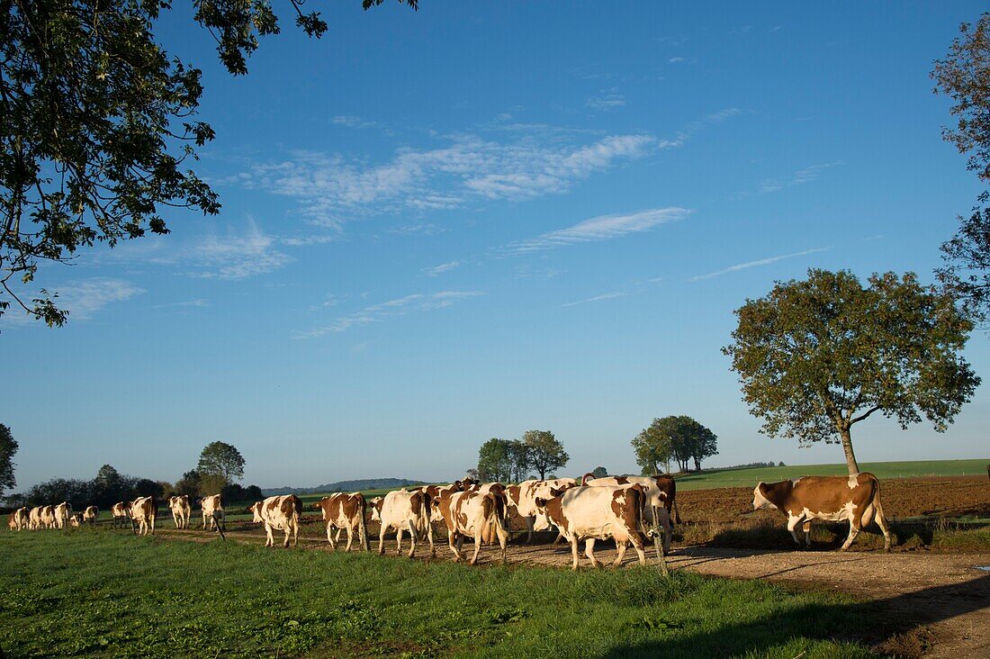 Frankreich, Jura, Arbois, Herden von Montbeliard-Kühen auf Zuchtböden