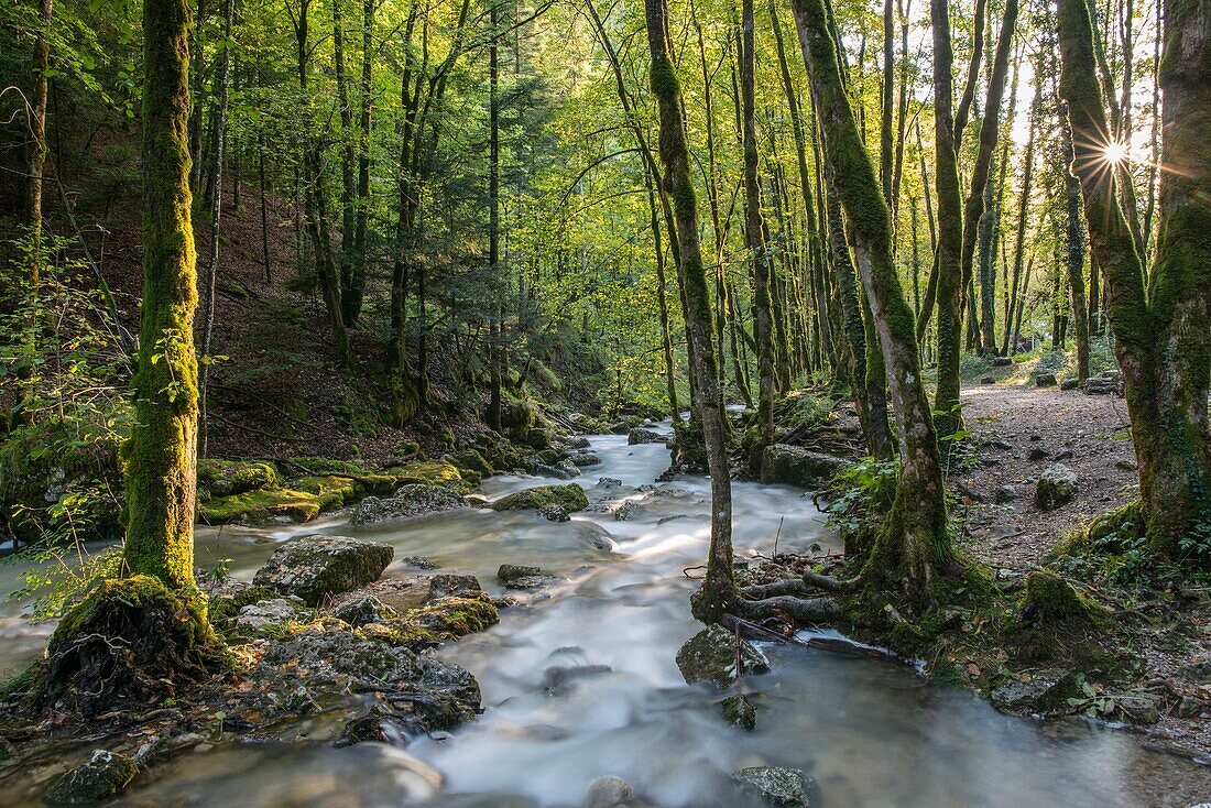 France, Jura, the waterfalls of the Herisson, the brook of the Herisson downstream to waterfalls