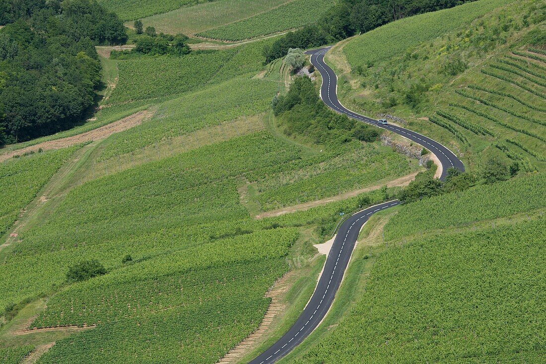 France, Jura, Chateau Chalon, the vineyard