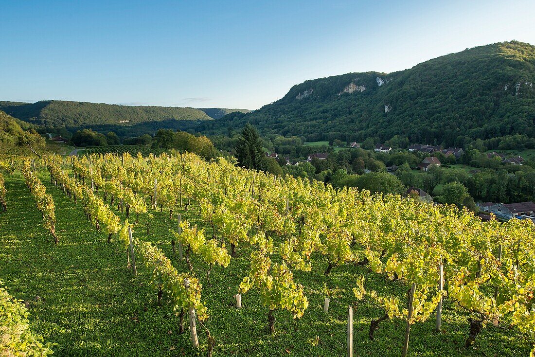 France, Jura, Chateau Chalon, vineyards on hillsides West