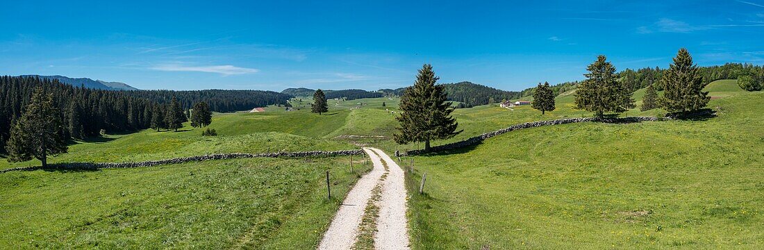 France, Jura, panoramic view on the meadows of the high Coombs on the municipality of Bellecombe