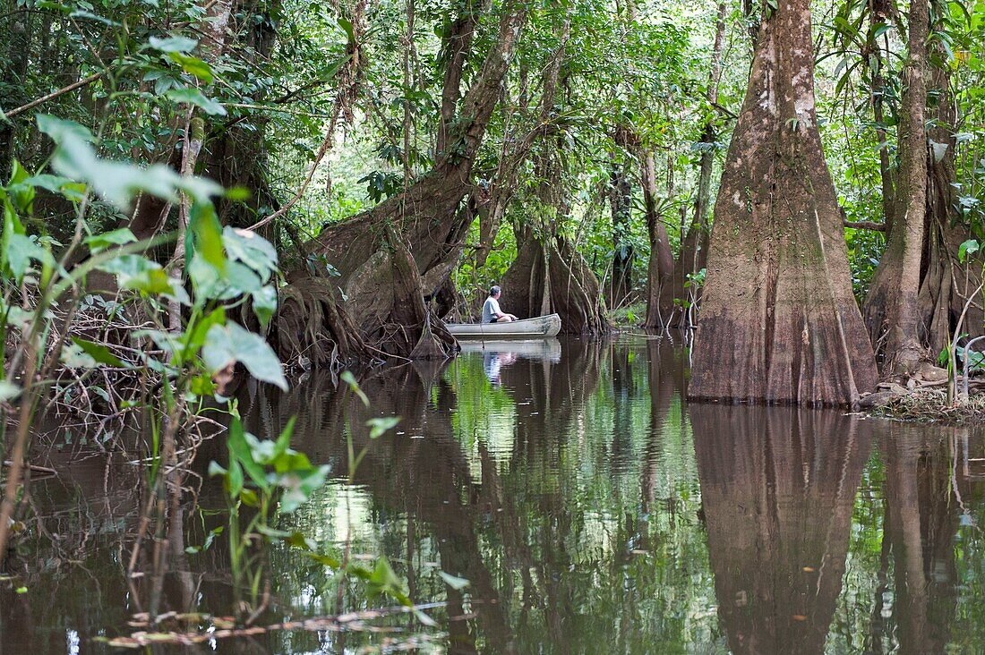 France, French Guiana, Cayenne, The Kaw Marsh Nature Reserve, River Kaw