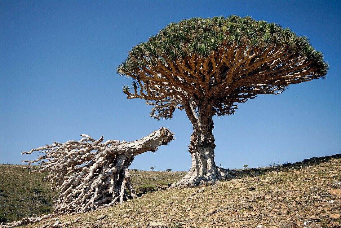Jemen, Gouvernement Socotra, Insel Socotra, von der UNESCO in die Liste des Welterbes aufgenommen, Dicksam, Wald des Socotra-Drachenbaums (Dracaena cinnabari), endemische Art