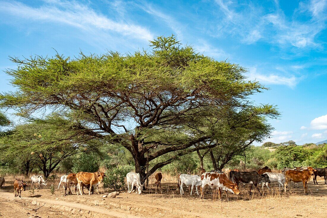 Kenya, lake Magadi, Masai cattle