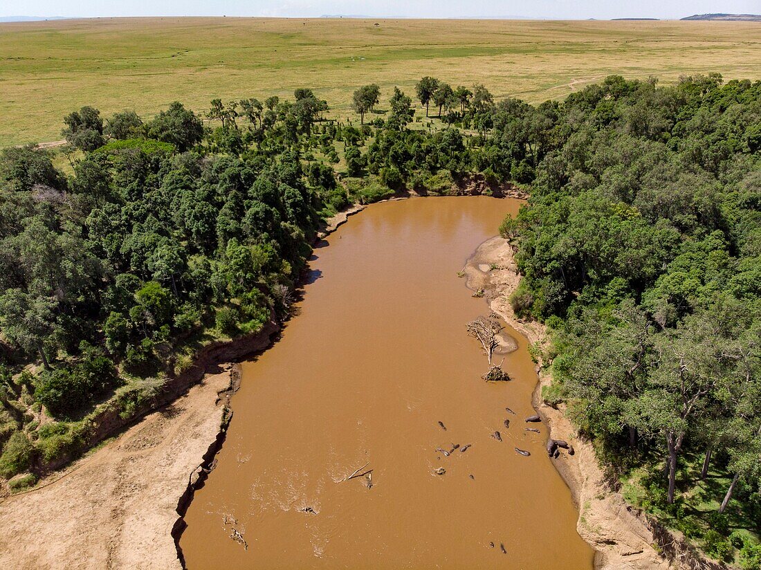 Kenya, Masai Mara Game Reserve, Mara river from a drone, Hippopotamus (Hippopotamus amphibius)