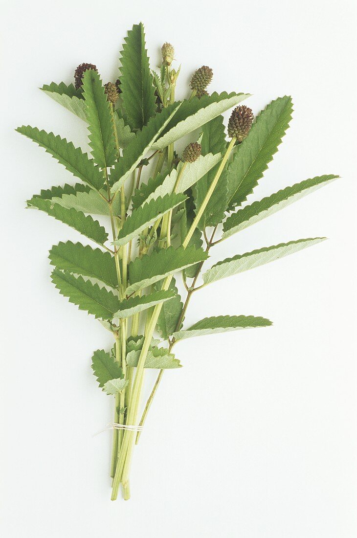 Grosser Wiesenknopf, kleiner Bund mit Zweigen & Blüten