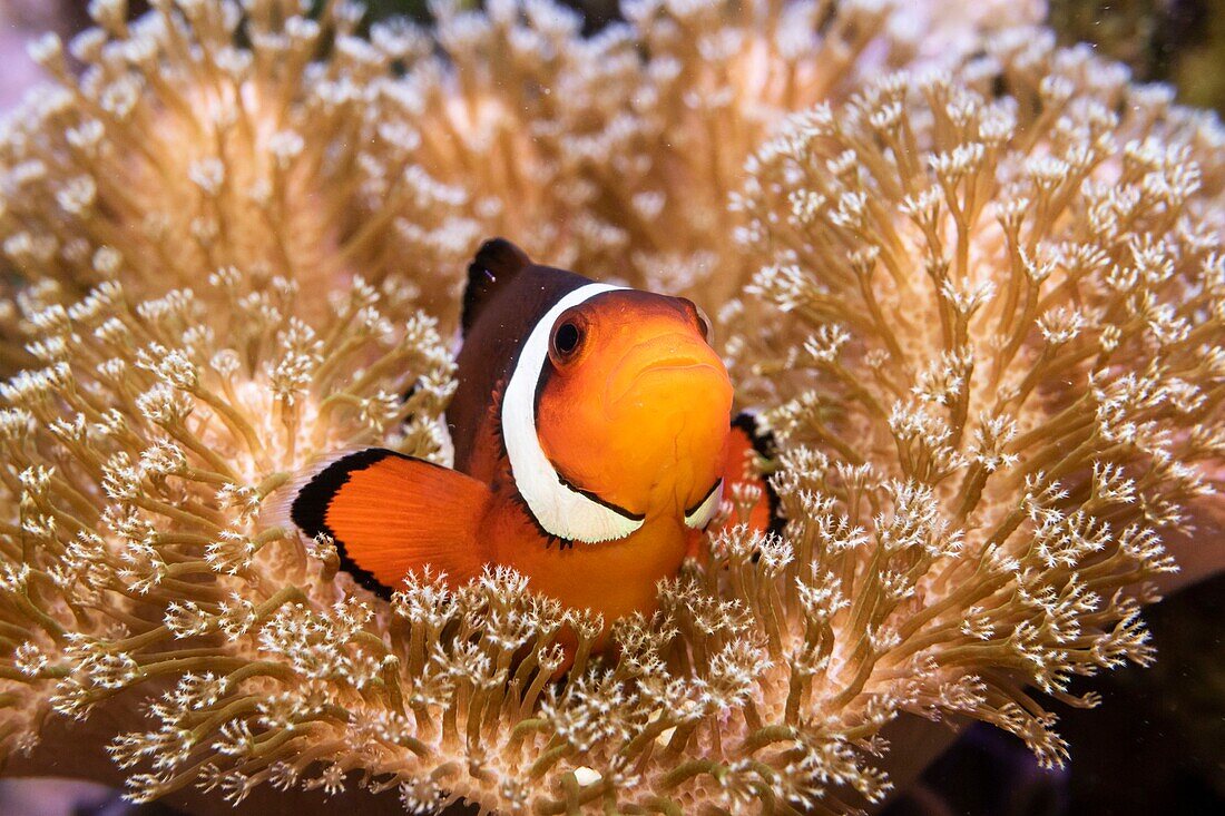 Philippinen, Clownfisch (Amphiprion sp), Nemo