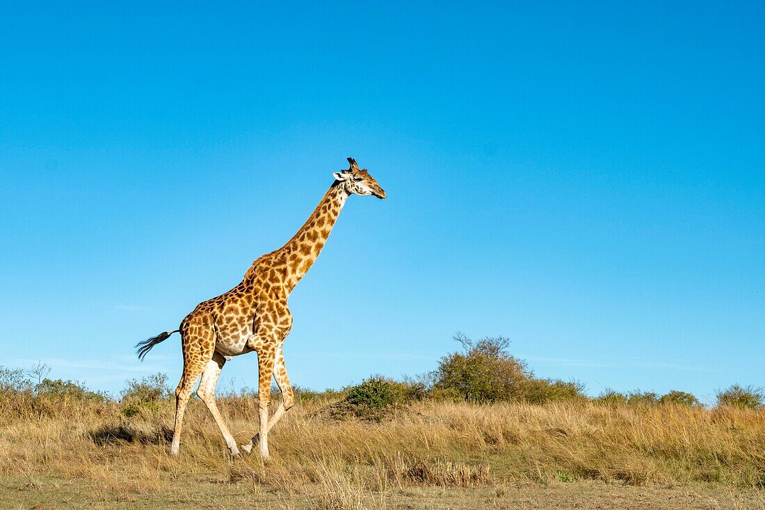 Kenia, Masai Mara Wildreservat, Masai-Giraffe (Giraffa tippelskirchi), Männchen