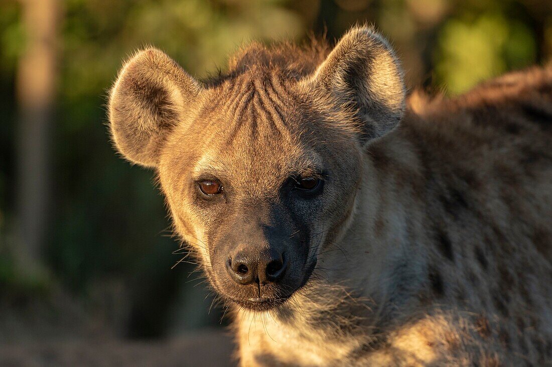 Kenya, Masai Mara Game Reserve, spotted hyena (Crocuta crocuta), close up