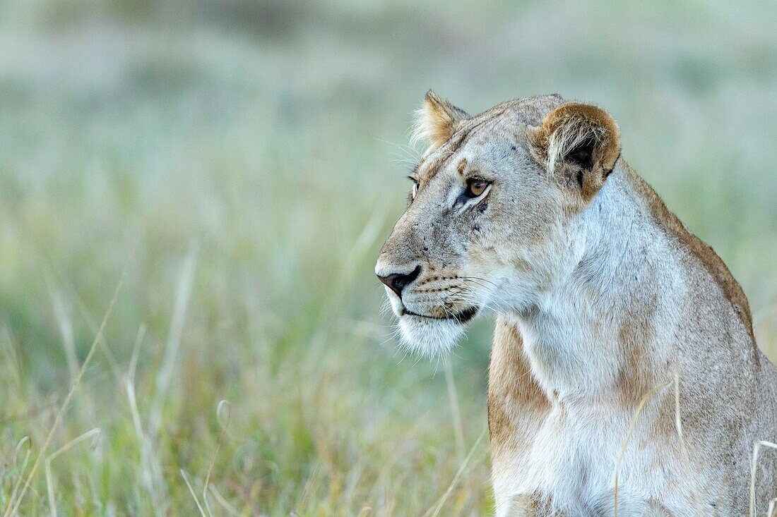 Kenya, Masai Mara Game Reserve, lion (Panthera leo), female at sunset
