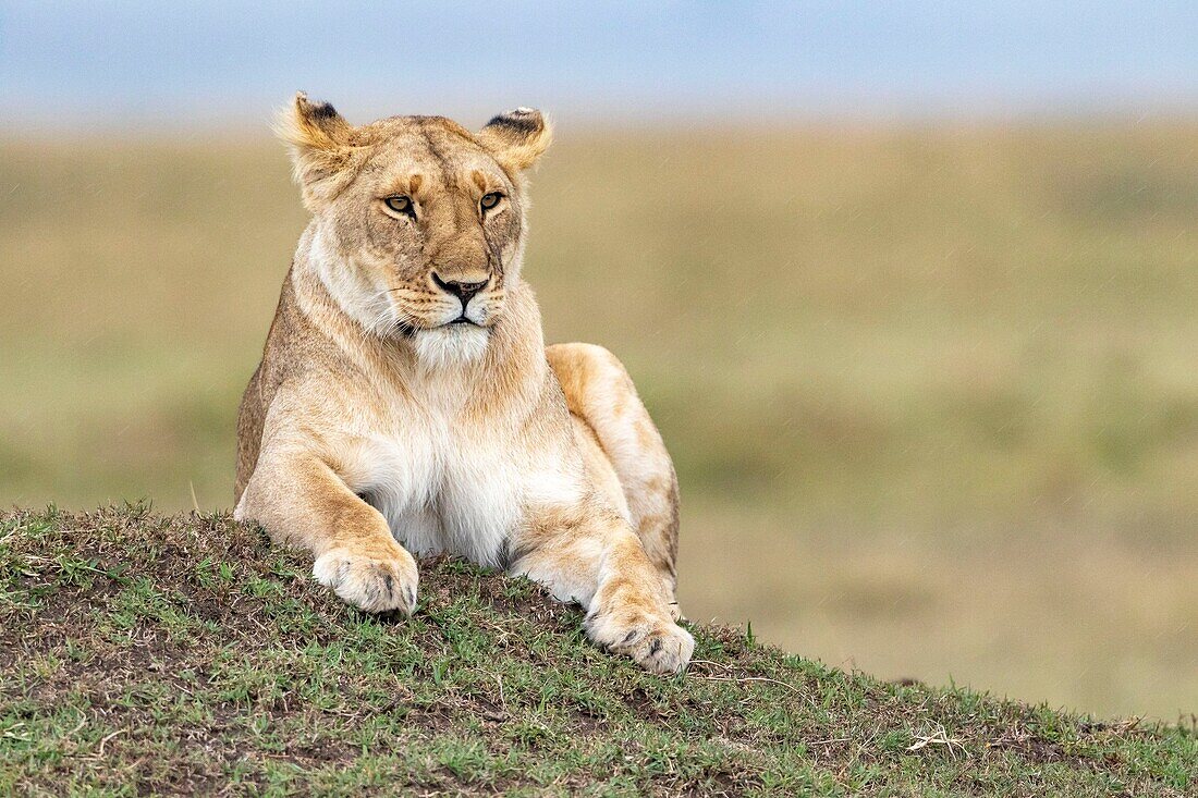 Kenya, Masai Mara Game Reserve, lion (Panthera leo), female resting on a termite hill