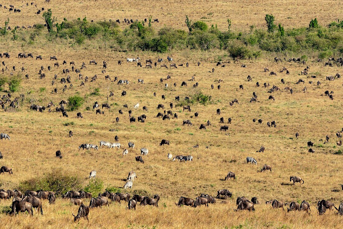 Kenya, Masai Mara Game Reserve, Grant's zebra (Equus burchelli granti), migration herd grazing