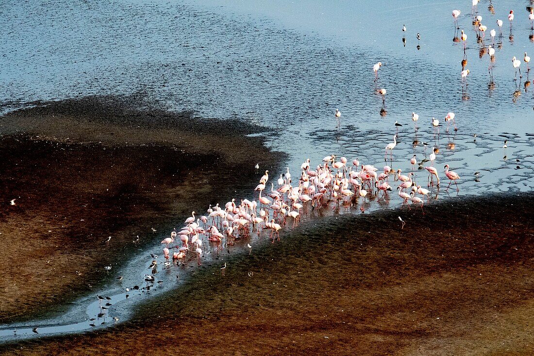 Kenya, lake Magadi, lesser flamingoes (Phoeniconaias minor), in fresh water (aerial wiew)