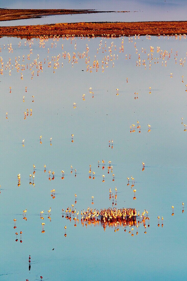 Kenya, lake Magadi, lesser flamingoes (Phoeniconaias minor), in courtship display (aerial wiew)