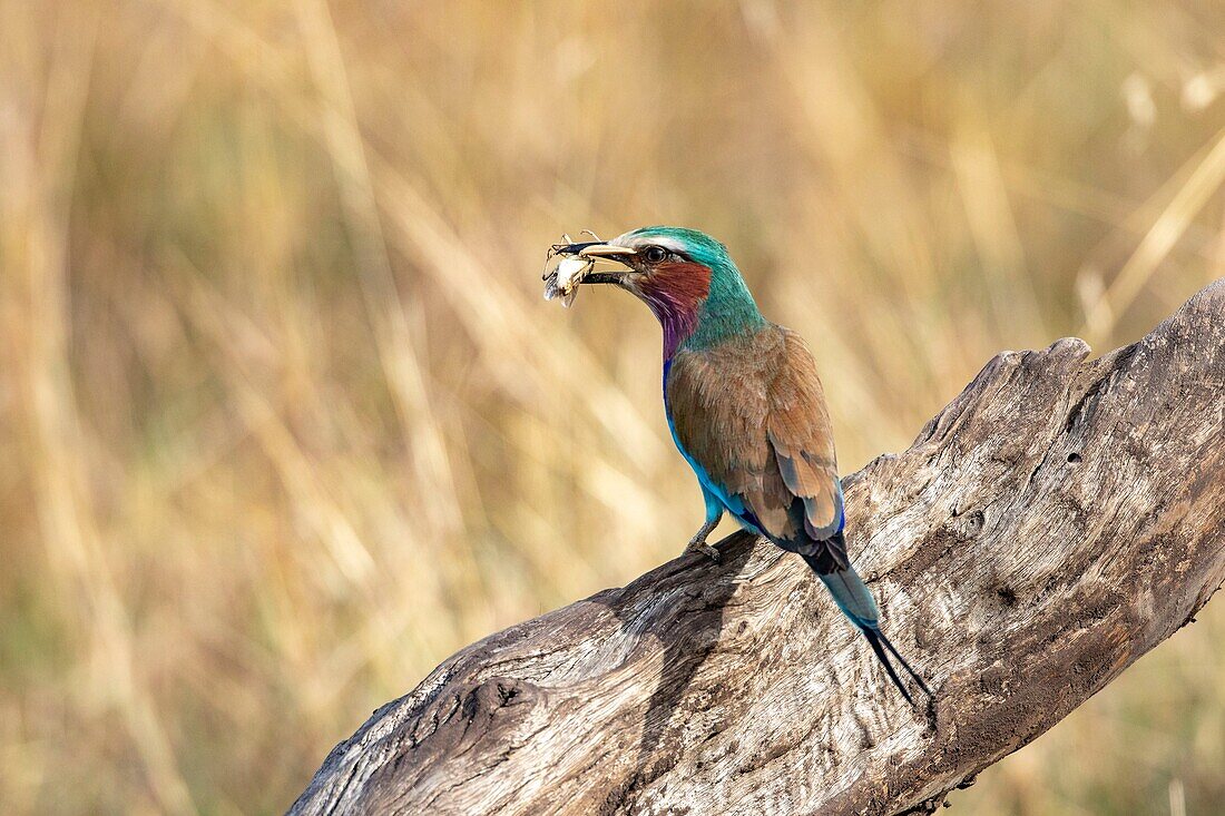 Kenya, Masai Mara Game Reserve, lilac breasted roller (Coriacas caudata), with its prey