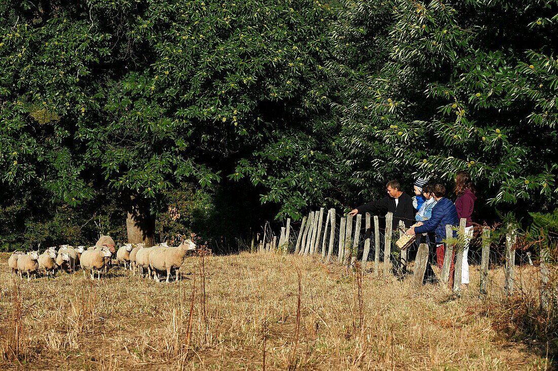 France, Aveyron, Seyrolles, Chestnut Farm, Chantal and Jean François Clermont, reception to the farm and visit the sheep farm to the Chestnut