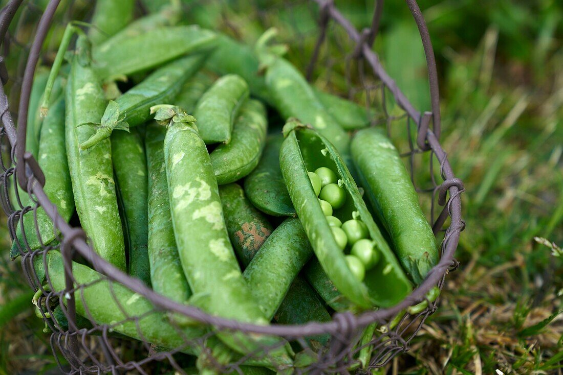 France, Haute Garonne, vegetables, peas