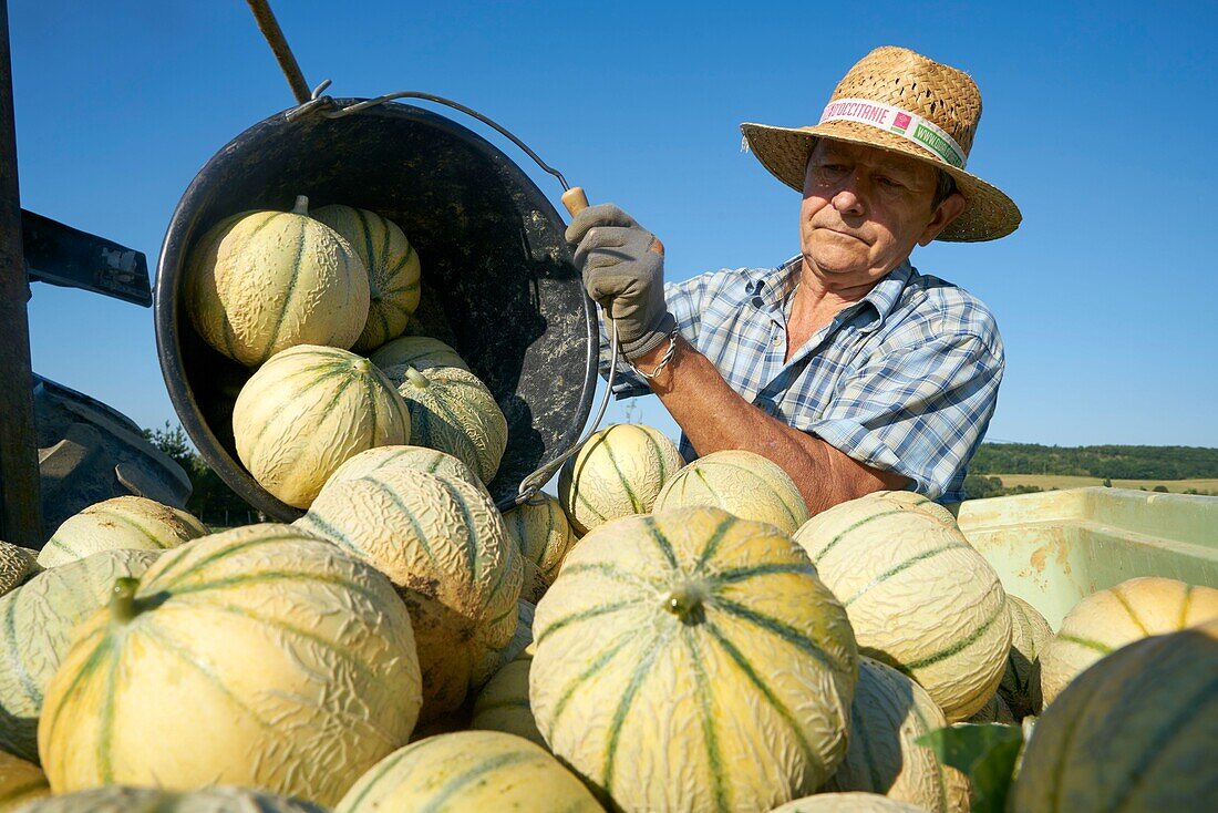 Frankreich, Lot, Montlauzun, Ortschaft Les Bertioles, Bernard Borredon, Präsident der Melon du Quercy und Erzeuger, Ernte der Quercy-Melone