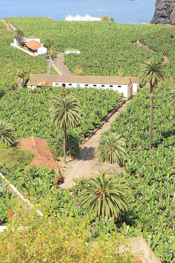 Spain, Canary Islands, Tenerife, province of Santa Cruz de Tenerife, Icod de los Vinos, banana plantation by the sea