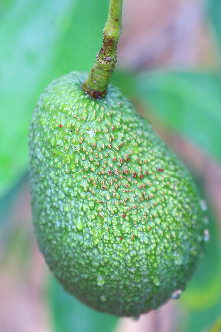 Spain, Canary Islands, Tenerife, province of Santa Cruz de Tenerife, La Orotava, Agro Rincón, avocado plantation (Persea americana)