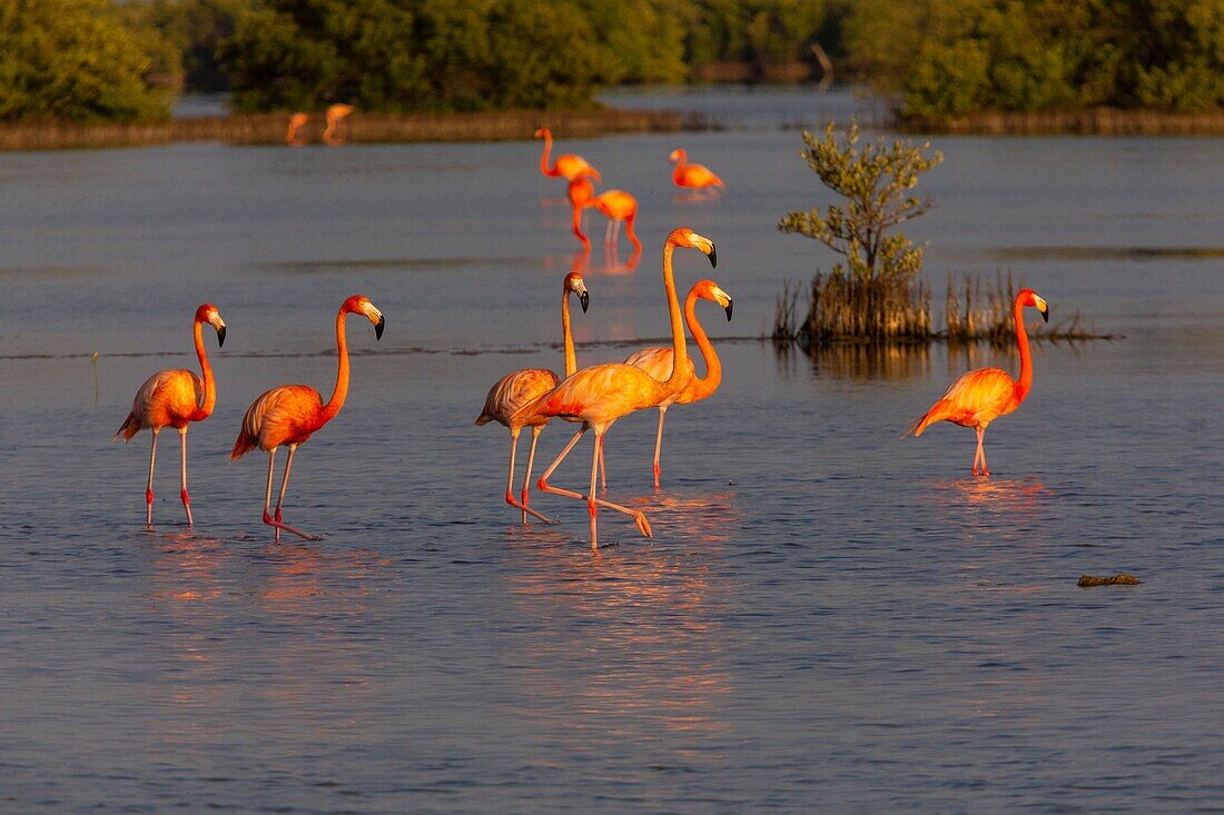 Kuba, Zapata-Halbinsel, Schweinebucht, Las Salinas, UNESCO-Biosphärenreservat, das größte Feuchtgebiet Kubas und der Karibik, Flamingo (Phoenicopterus roseus)