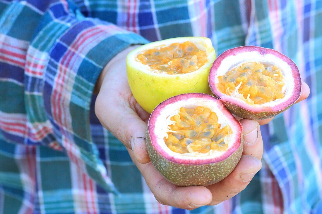 Portugal, Madeira Island, Ponta do Sol, different varieties of passion fruit (Passiflora edulis)