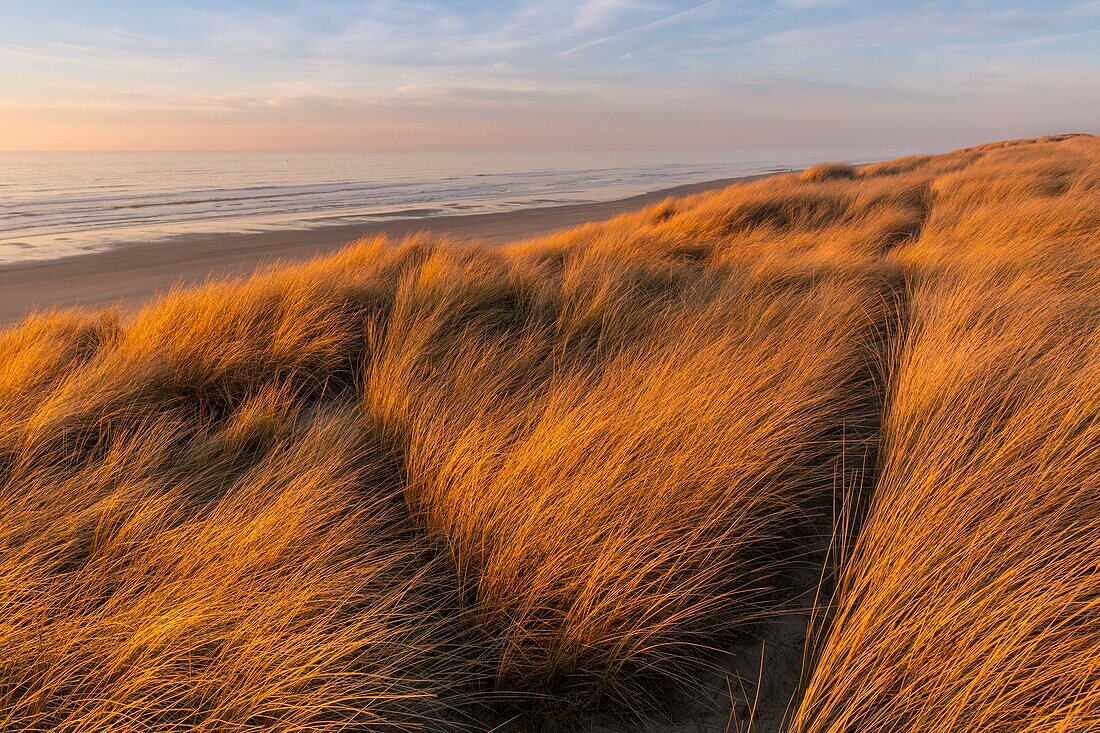 Frankreich, Somme, Bucht von Somme, Quend Plage, das Dünenmassiv, das den Strand säumt