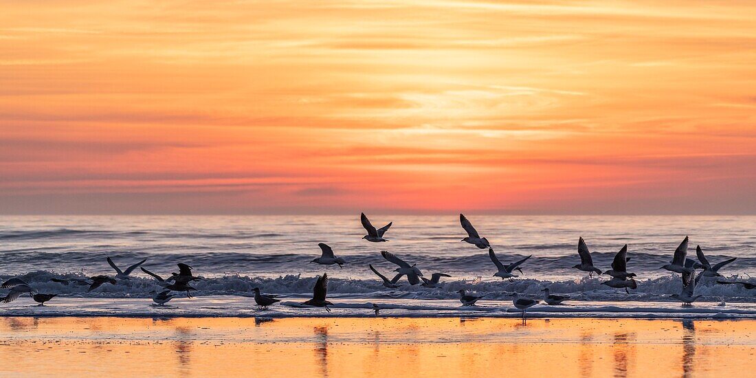 Frankreich, Somme, Bucht von Somme, Quend Plage, Seevögel (Möwen und Seemöwen) am Strand bei Sonnenuntergang