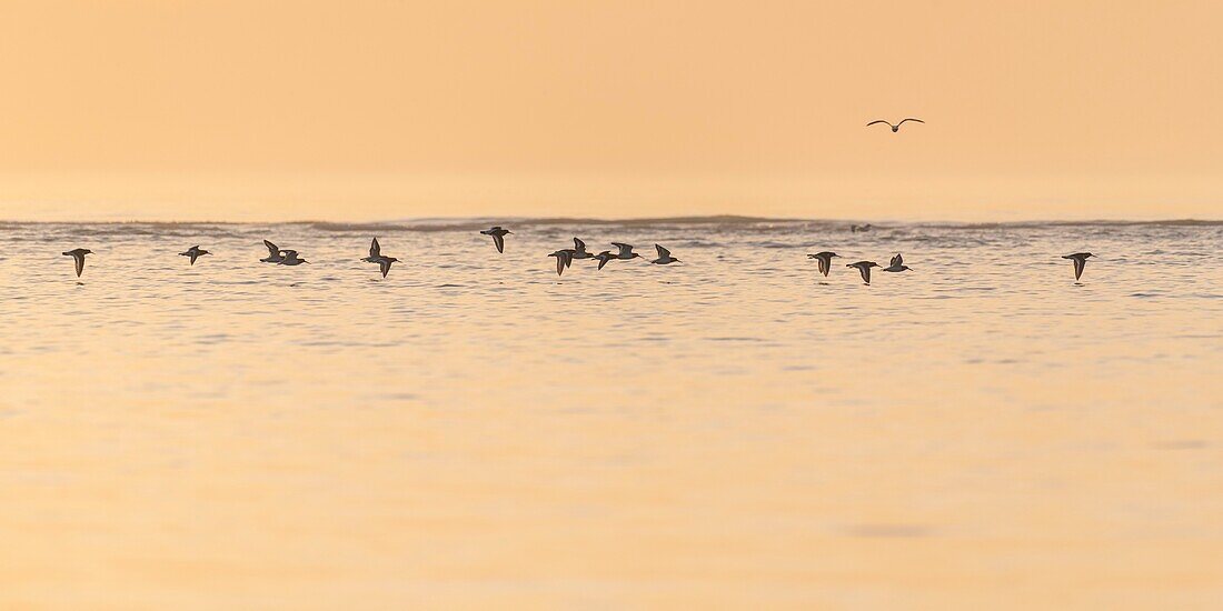 France, Somme, Bay of Somme, La Molliere d'Aval, Cayeux sur Mer, Eurasian Oystercatcher (Haematopus ostralegus) in flight along the shore