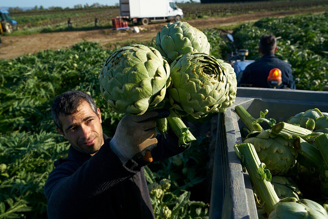 France, Pyrenees Orientales, Torreilles, Artichoke of Roussillon, Ludovic Combacal producer of Artichoke of Roussillon (IGP), harvest of artichokes in full field