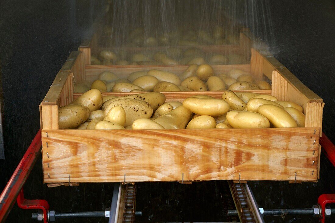 Frankreich, Pyrenees Orientales, Perpignan, SCEA Llyboutry, Gärtner, Llyboutry Jerôme Kartoffelerzeuger Bea, Reinigung der Kartoffeln mit Wasser