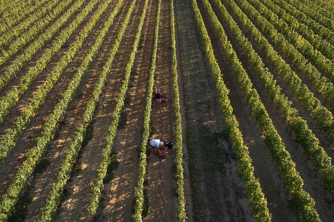 France, Tarn et Garonne, Moissac, Gilbert Lavilledieu, grape producer, Chasselas, manual grape harvest, aerial view