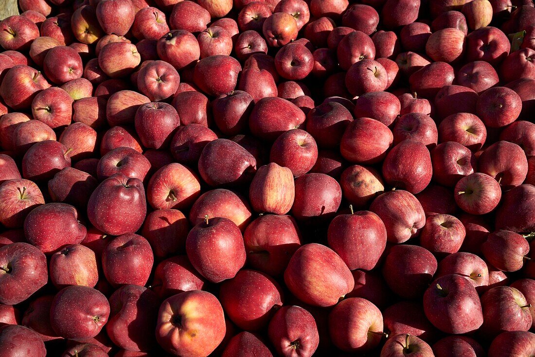 France, Tarn et Garonne, Montauban, SCEA, from Seignouret, fruit prodcutor, La Paillote, Dominique and Jean Marc Chailan, apple rubinette