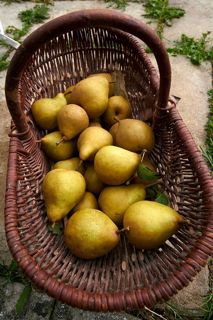 France, Haute Garonne, fruit tree, pear tree, Doyenne du Comice