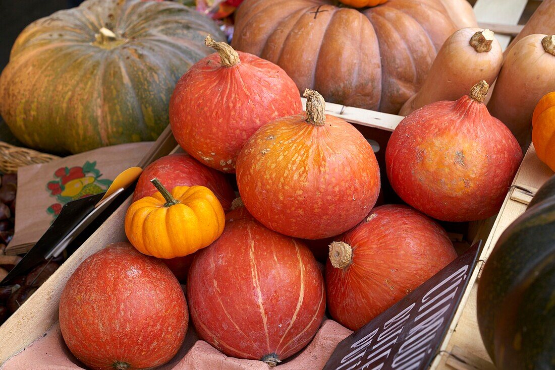 France, Haute Garonne, Toulouse, Carmelite market, pumpkin