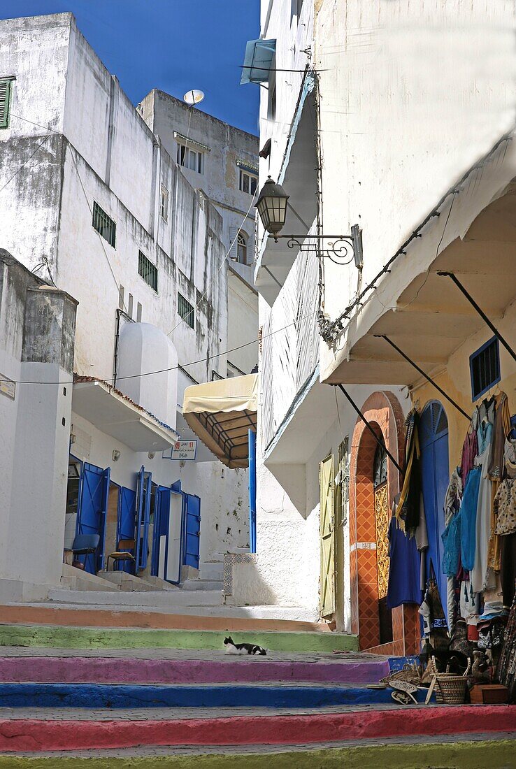 Morocco, Tangier Tetouan region, Tangier, cat on stairs with multicolored steps in an alley of the medina