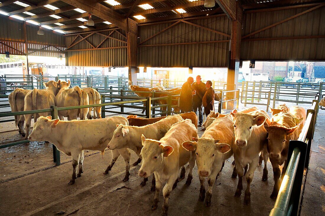 France, Seine Maritime, Forges les eaux, livestock market (mainly cows)