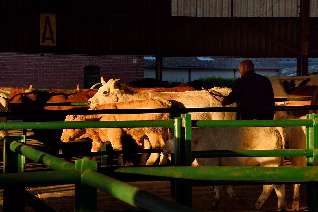 France, Seine Maritime, Forges les eaux, livestock market (mainly cows)