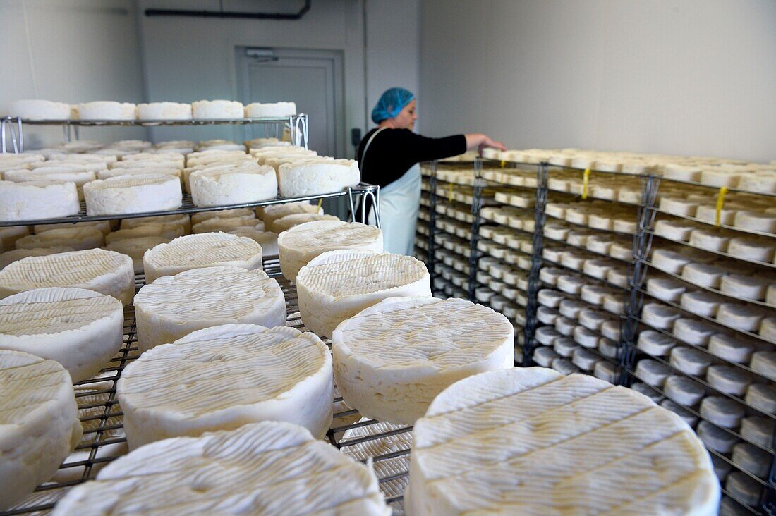France, Orne, Pays d'Auge, village of Camembert, the Héronnière Farm, AOC unpasteurized milk farm-made Camembert, ripening and refinement of the cheese