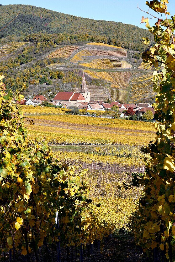 Frankreich, Haut Rhin, Niedermorschwihr, Weinberge im Herbst.