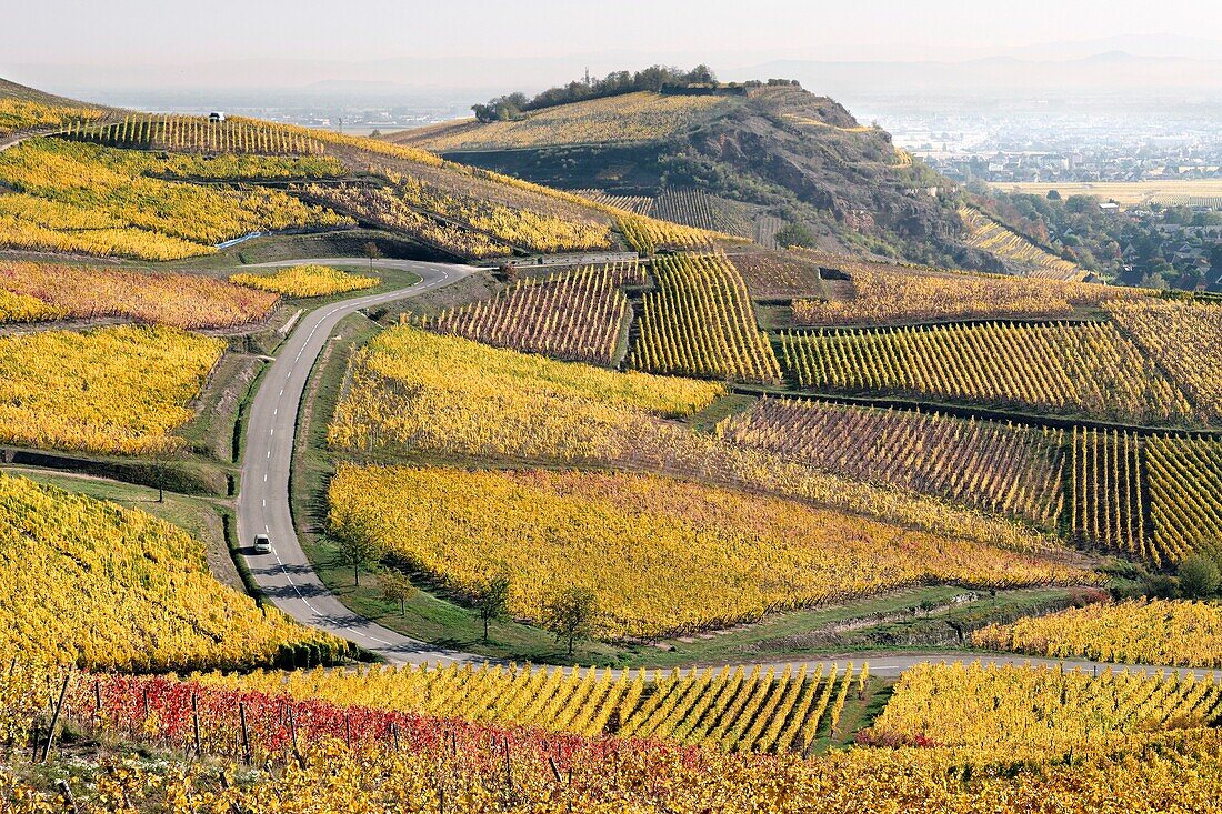 Frankreich, Haut Rhin, Turckheim, Weinberge im Herbst an der Weinstraße.